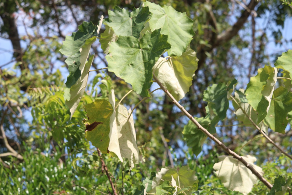 Givotia moluccana (L.) Sreem.